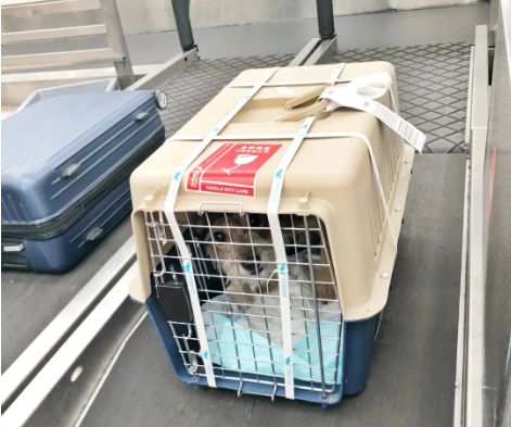 昌吉宠物托运 宠物托运公司 机场宠物托运 宠物空运